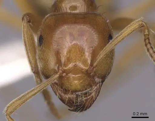 Lasius colei - CASENT0280434