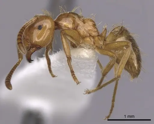 Lasius colei - CASENT0280434