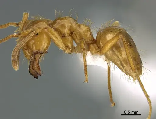 Lasius colei - CASENT0923594