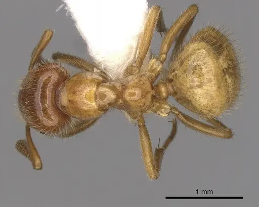 Lasius coloradensis specimen