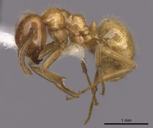 Lasius coloradensis specimen