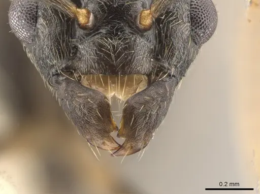 Lasius coloradensis - CASENT0654013