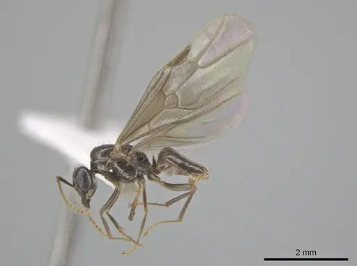 Lasius coloradensis - CASENT0654013