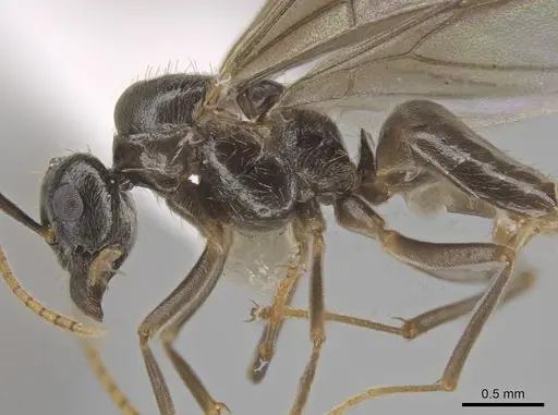 Lasius coloradensis - CASENT0654013