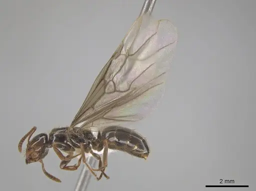 Lasius coloradensis - CASENT0654014