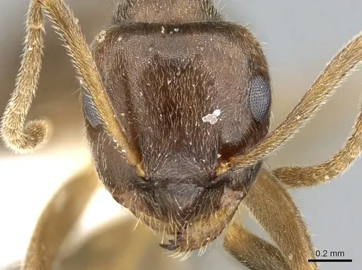 Lasius coloratus specimen