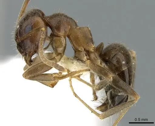 Lasius coloratus specimen