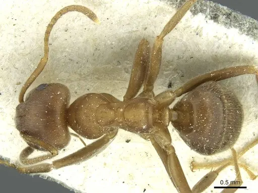 Lasius coloratus - CASENT0912290