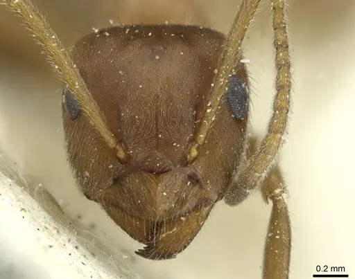 Lasius coloratus - CASENT0912290