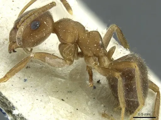 Lasius coloratus - CASENT0912290