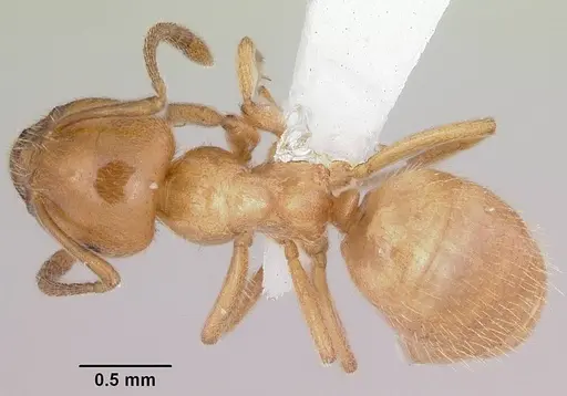 Lasius creightoni specimen