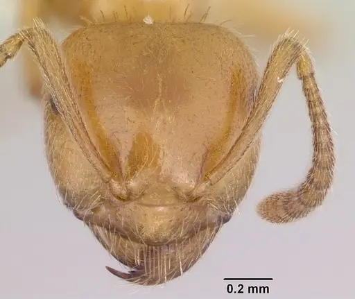 Lasius creightoni specimen