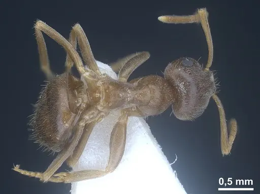 Lasius creticus specimen