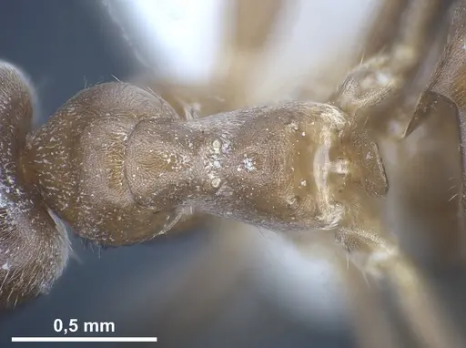 Lasius creticus specimen