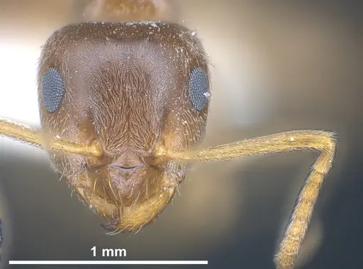 Lasius creticus specimen