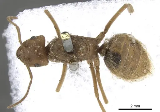 Lasius crinitus specimen