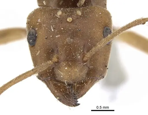 Lasius crinitus specimen