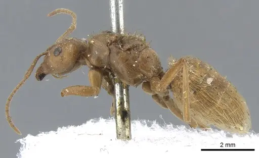 Lasius crinitus specimen