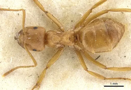 Lasius crinitus - CASENT0903213