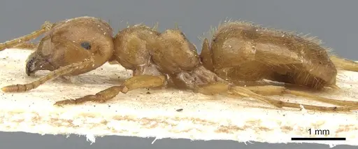 Lasius crinitus - CASENT0903213
