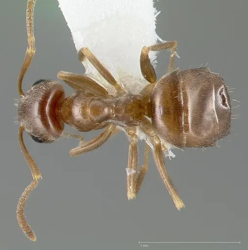 Lasius crypticus specimen
