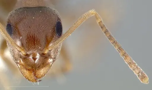 Lasius crypticus specimen