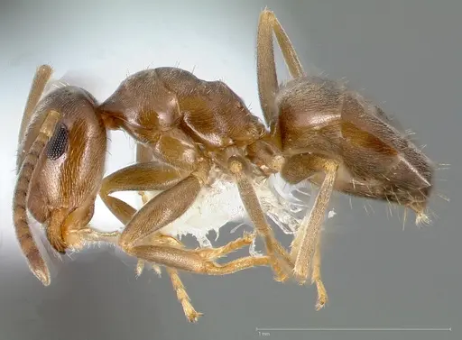 Lasius crypticus specimen