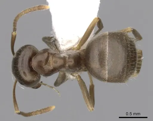 Lasius crypticus - CASENT0280441