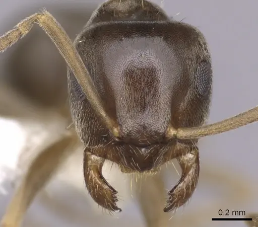 Lasius crypticus - CASENT0280441