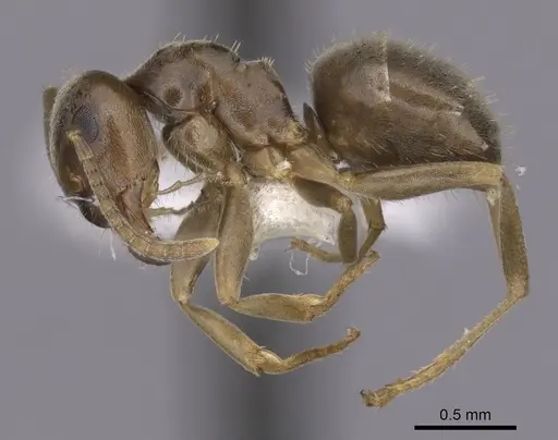 Lasius crypticus - CASENT0280441