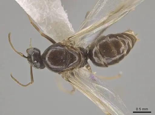 Lasius crypticus - CASENT0644123