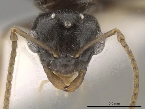 Lasius crypticus - CASENT0644123