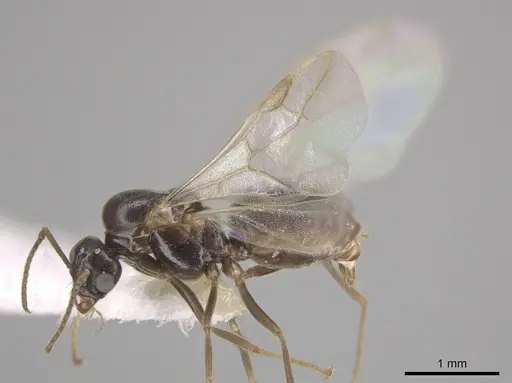 Lasius crypticus - CASENT0644123