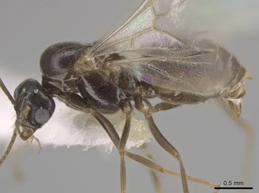 Lasius crypticus - CASENT0644123