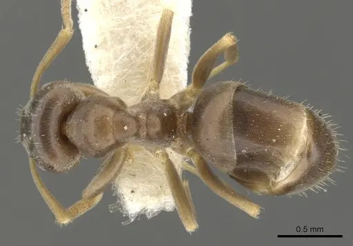 Lasius crypticus - CASENT0903204