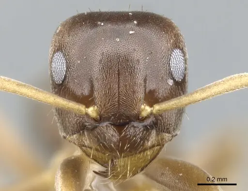 Lasius crypticus - CASENT0903204