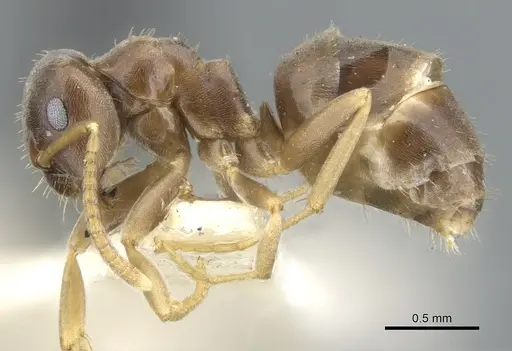 Lasius crypticus - CASENT0903204