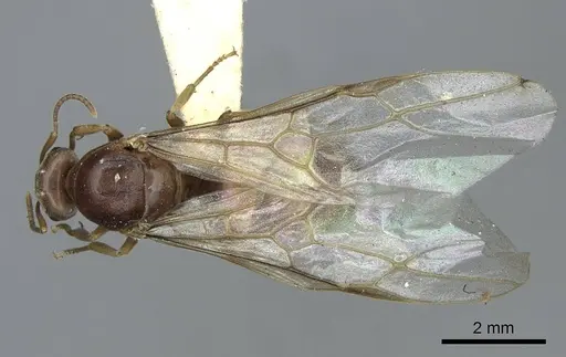 Lasius crypticus - CASENT0923057