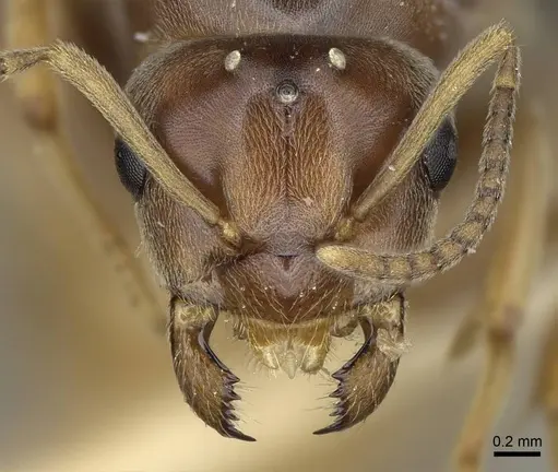 Lasius crypticus - CASENT0923057