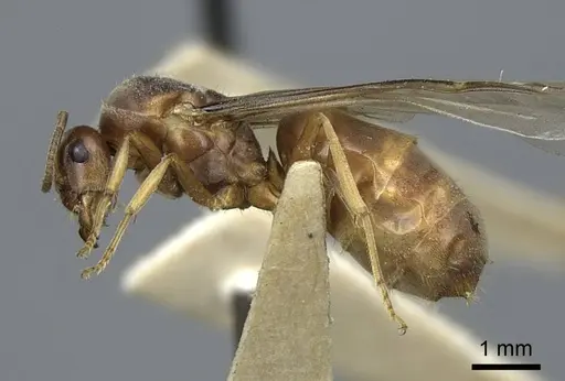 Lasius crypticus - CASENT0923057