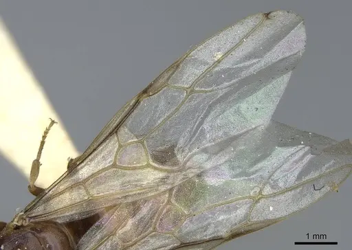 Lasius crypticus - CASENT0923057