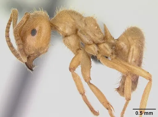 Lasius distinguendus specimen
