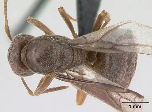 Lasius distinguendus - CASENT0172738