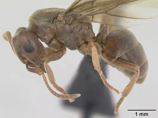 Lasius distinguendus - CASENT0172738