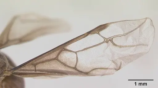 Lasius distinguendus - CASENT0172738