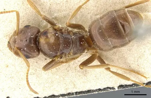 Lasius distinguendus - CASENT0905682