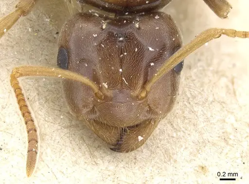 Lasius distinguendus - CASENT0905682