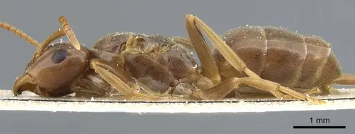 Lasius distinguendus - CASENT0905682