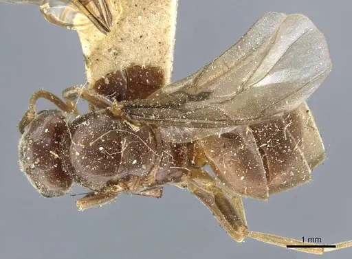 Lasius distinguendus - CASENT0905683