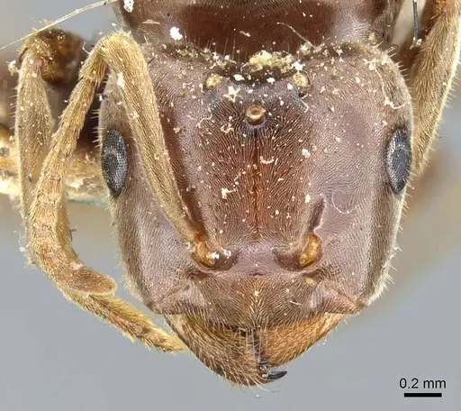 Lasius distinguendus - CASENT0905683